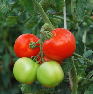 Field tomato "Orkado F1" - tall variety