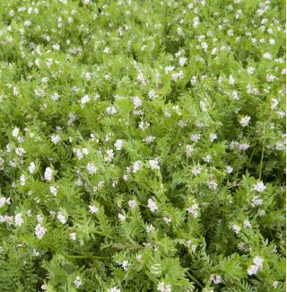 Serradella pēcdzemdībām - 500 g; kopēja putna kāja - Ornithopus sativus - sēklas