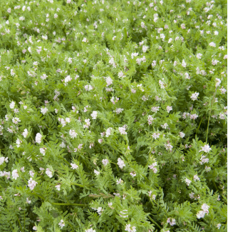 Serradella - hasat sonrası - 1000 g; kuş ayağı - 