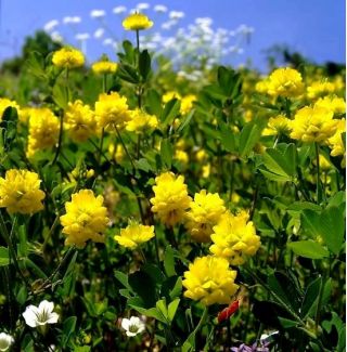 Okrasné ďateliny zmiešané semená - Trifolium sp. - 90 semien