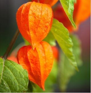Talvi kirsikka, virtsarakon siemenet - Physalis alkekengi - 165 siemeniä - Physalis alkekengi var. Franchetti