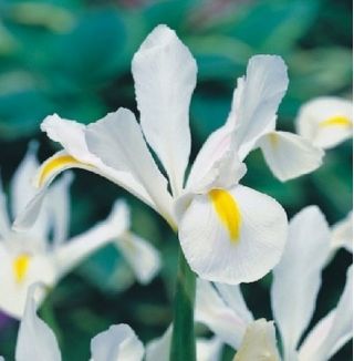 Lis (Iris × hollandica) - White Excelsior - pakket van 10 stuks