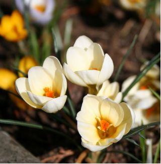 Sáfrány Cream Beauty - csomag 10 darab - Crocus Cream Beauty
