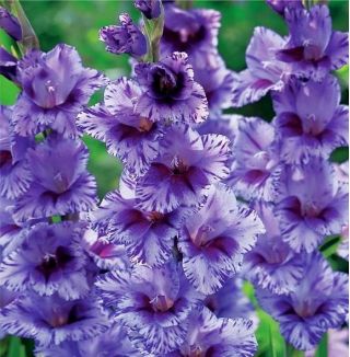 Gladiolus Passos - XXL - paquete de 5 piezas