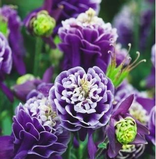 Aquilegia comune - Double Dark Blue & White - Aquilegia vulgaris