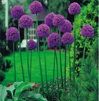 Aglio decorativo - Gladiator - Allium Gladiator