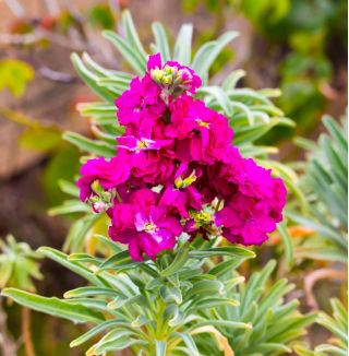Violacciocca rossa - Varsovia Kama - Matthiola incana annua - semi
