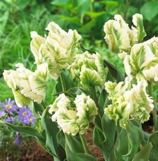 チューリップスーパーオウム - チューリップスーパーオウム -  5球根 - Tulipa Super Parrot