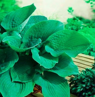 Hosta - Elegans