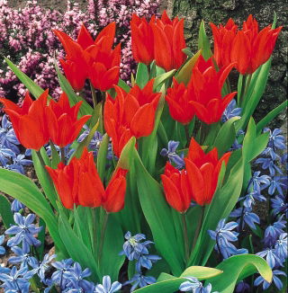 Botanische tulp - 'Tubergen's Variety' - XXXL pakket! - 250 stuks - 