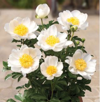 Paeonia, Peony Patio Dublin - cibuľa / hľuza / koreň