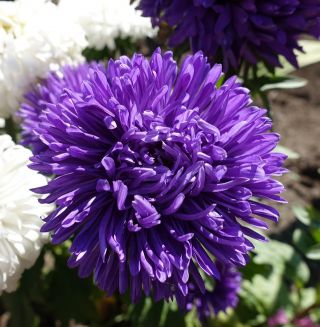 Aster berbunga peony "Lazuryt" - 450 biji - Callistephus chinensis 