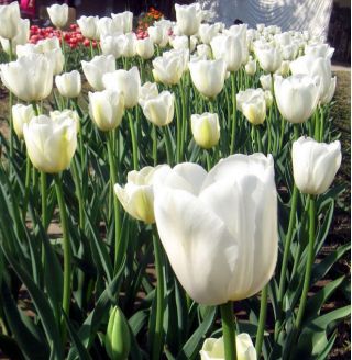 Tulipa City Of Vancouver - Tulipán Město Vancouver - 5 květinové cibule