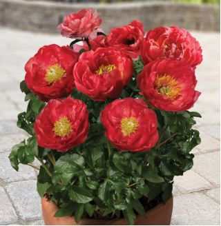 Peonijas - Patio Moscow - podu - Paeonia