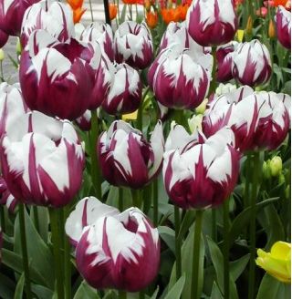 Tulipa Zurel - Tulip Zurel - 5 bulbs