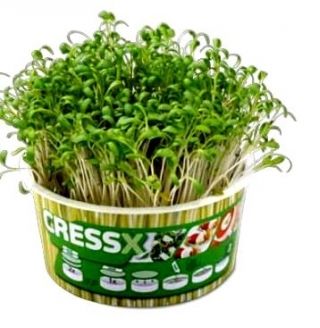 Kresse mit Rucola-Geschmack - 