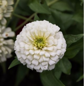 Zinnie "Liliput White Gem" - weiß - 81 Samen - 