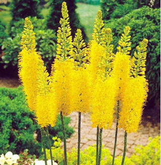 Himalaya Foxtail Lily - Bungei - Stor pakke! - 10 stk; Ørkenlys