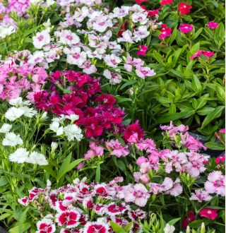 Слатко семе Виллиама - Диантхус барбатус - 900 семена - Dianthus barbatus