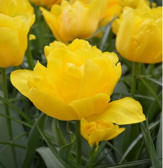 Tulipa Monte Carlo - Tulipán Monte Carlo - 5 květinové cibule