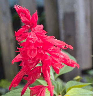 Sage merah "Markiza"; bijak tropis - Salvia splendens - biji