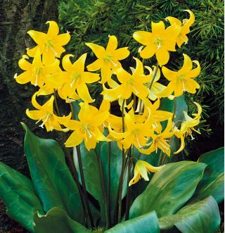 Pagoda Erythronium - Pagoda Gigi Anjing - 2 lampu