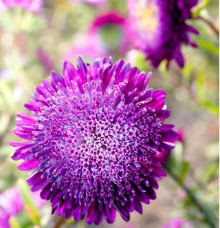 Prince Aster - 625 semen - Callistephus chinensis - semena