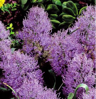 Muscari Plumosum - Grape Hyacinth Plumosum - 5 bulbs