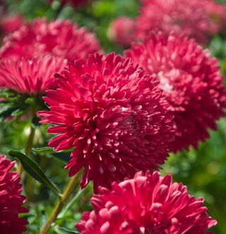 Zwergastern "Hölderlin" - rosa - 225 Samen - 