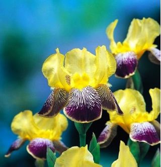 Iris germanica Nibelungen - bulb / tuber / rădăcină