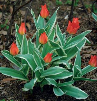 Tulipa Praestans Unicum - Tulpe Praestans Unicum - 5 Zwiebeln