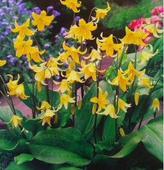 Pagoda Erythronium - Pagoda Gigi Anjing - 2 lampu