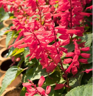 Sage merah "Markiza"; bijak tropis - Salvia splendens - biji