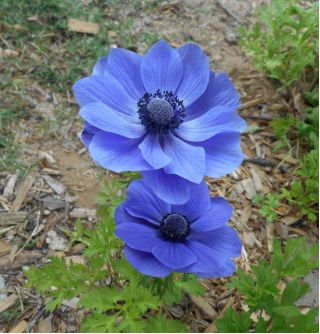 Anemone Mr Fokker  - 40 Stück; Windröschen