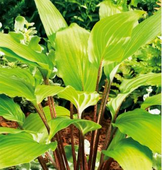 ホスタ、オオバコユリグーズベリーサンデー - 球根/塊茎/根 - Hosta