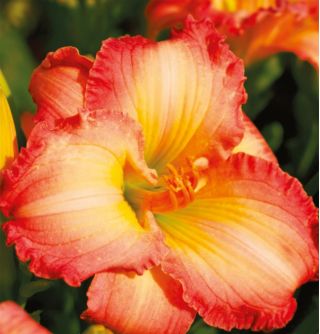 Hemerocallis, Daylily Frosted Vintage Ruffles