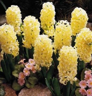 Hyacinth City of Haarlem – large pack! – 30 pcs