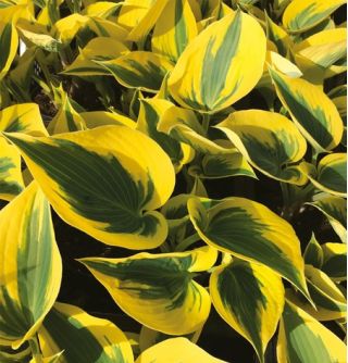 Gheața de toamnă Hosta; crin de plantan, giboshi