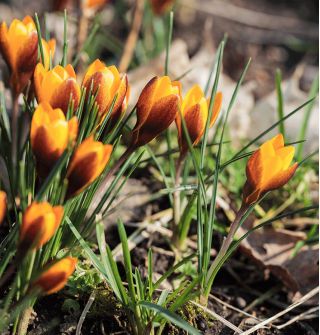  Krokus Zwanenburg Bronze - pakke med 10 stk - Crocus Zwanenburg Bronze