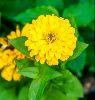 Cây thược dược có hoa "Bình minh vàng" - màu vàng - 108 hạt - Zinnia elegans