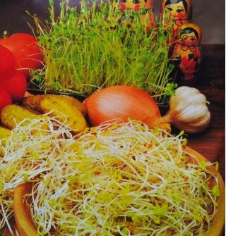 Amestec de Sprout rusesc -  - semințe