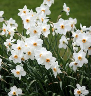Narcissus Actaea - Daffodil Actaea - 5 bulbs