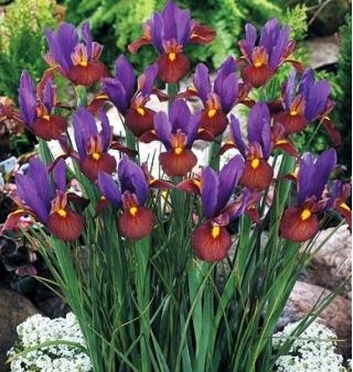 Iris hollandica Eye of the Tiger - 10 bulbs