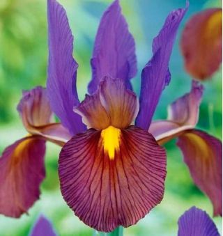 Iris hollandica Eye of the Tiger - 10 bulbs