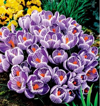 Crocus King of the Striped - paquete de 10 piezas