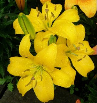 Lilium, Lily Asiatic Yellow