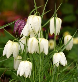 Almindelig vibeæg - Alba - pakke med 5 stk - Fritillaria Meleargis Alba
