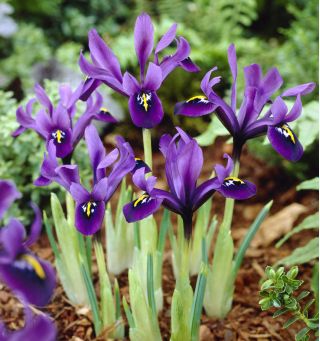 Våriris - George - paket med 10 stycken - Iris reticulata
