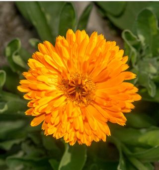 Měsíček lékařský "Meruňka Twist" - meruňka - 216 semen - Calendula officinalis - semena