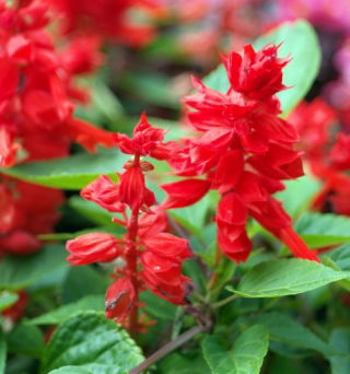 Scarlet sage "Ramona"; tropical sage